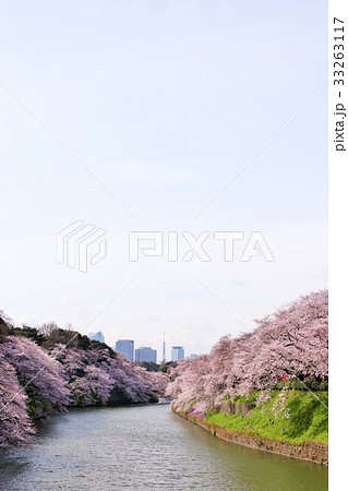 花曇りの桜並木の写真素材
