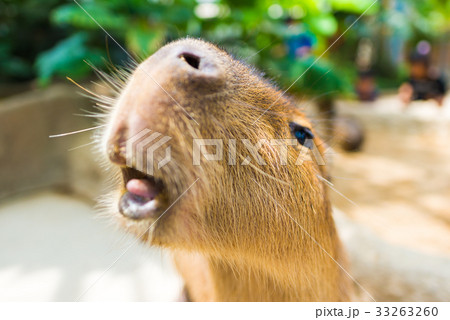 カピバラ 33263260