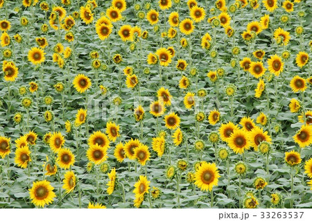 ひまわり畑 33263537