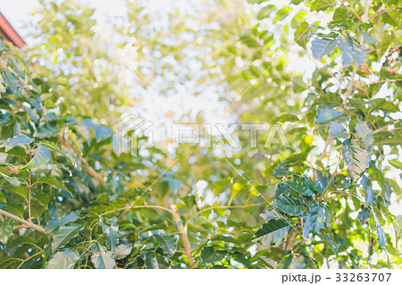 Fraxinus griffithii 33263707