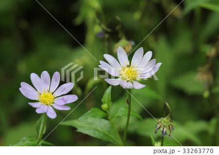 ミヤマヨメナ 33263770