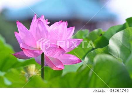 ハスの花 33264746