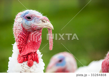 an head of an turkey an head of an turkey 33264808