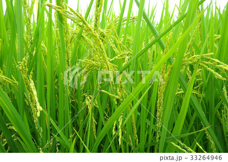 稲 33264946