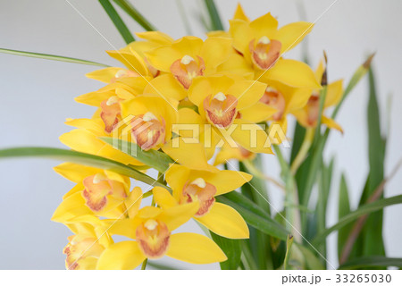 シンビジウム 33265030