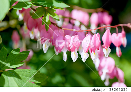 タイツリソウ 33265032