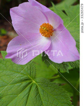 シラネアオイ 33265479