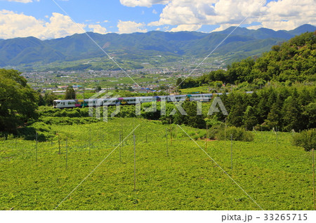 特急かいじと夏の山梨・勝沼のぶどう畑 特急かいじと夏の山梨・勝沼のぶどう畑 33265715
