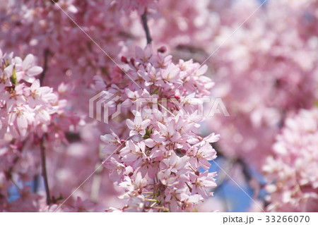 日中線記念自転車歩行者道のしだれ桜(喜多方市) 日中線記念自転車歩行者道のしだれ桜(喜多方市) 33266070