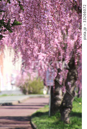 日中線記念自転車歩行者道のしだれ桜（喜多方市） 33266072