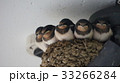 ツバメの宿 33266284