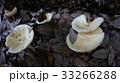 枯葉の間から秋の植物 33266288