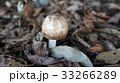 枯葉の間から秋の植物 33266289