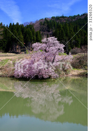 鏡桜（喜多方市） 33266320