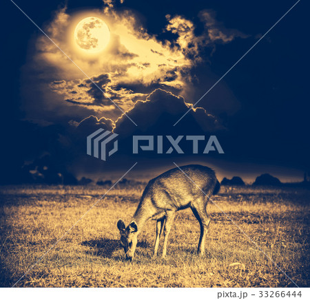 Beautiful deer graze among sky with full moon Beautiful deer graze among sky with full moon 33266444