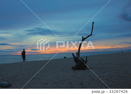 dry wood and cameraman on the beach Sunrise dry wood and cameraman on the beach Sunrise 33267426