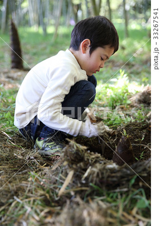 たけのこ堀をする子供 たけのこ堀をする子供 33267541
