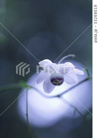 レンゲショウマ 33268019