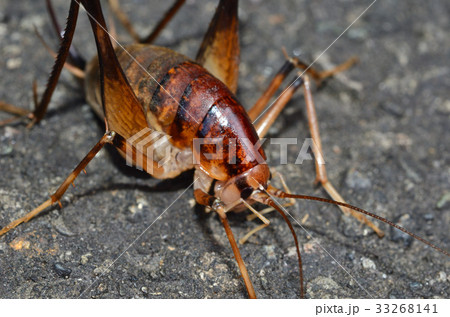 コノシタウマ 札幌市 コノシタウマ 札幌市 33268141