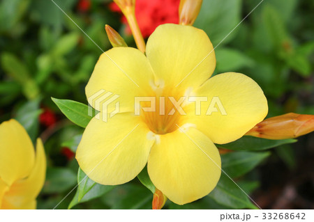 Golden Trumpet, Allamanda cathartica Golden Trumpet, Allamanda cathartica 33268642