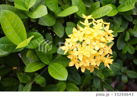 Yellow Flower spike, Rubiaceae in a garden 33268643