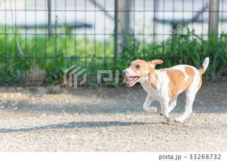ドッグラン ドッグラン 33268732