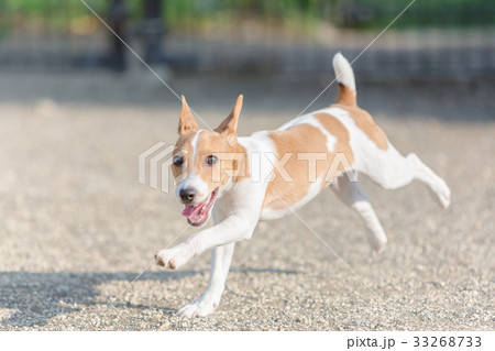 ドッグラン ドッグラン 33268733