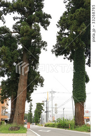 安中杉並木 33268765