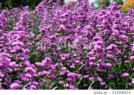 European Michaelmas Daisy European Michaelmas Daisy 33268924