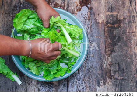 Chinese cabbage organic vegetables  Soak and wash  33268969