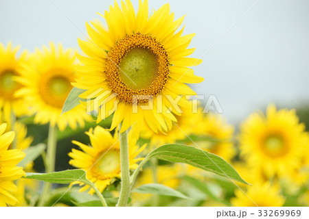 ひまわり 33269969