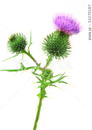 common thistle (Cirsium vulgare) 33270167