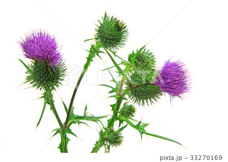 common thistle (Cirsium vulgare) 33270169
