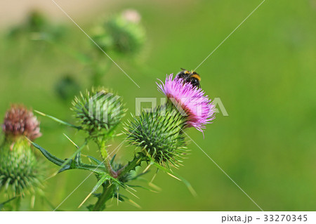 common thistle (Cirsium vulgare) 33270345