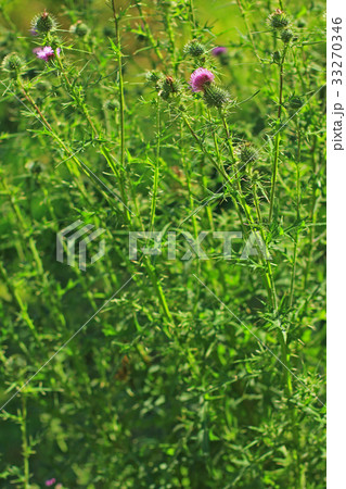 common thistle (Cirsium vulgare) 33270346
