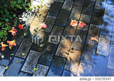 雨上がり落ちた花 33270347