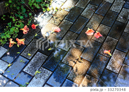 雨上がり落ちた花 33270348