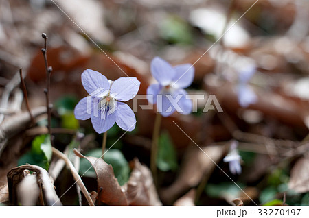 タチツボスミレ タチツボスミレ 33270497