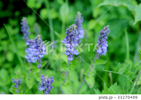 タツナミソウ 33270499