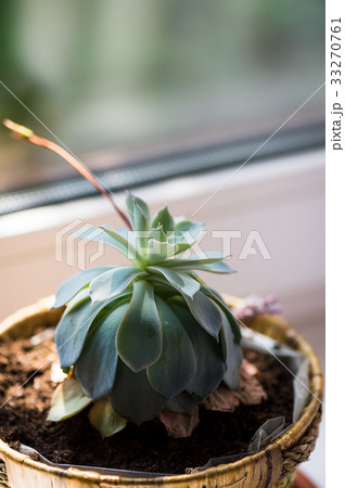 Pot with succulent plant on the windowsill.The Pot with succulent plant on the windowsill.The 33270761
