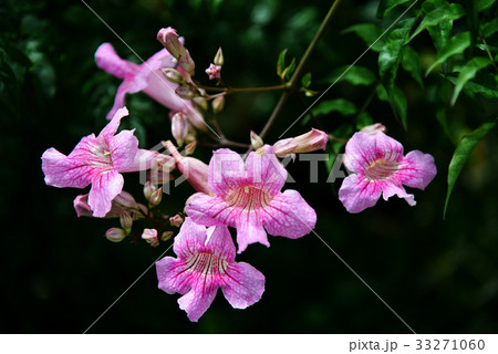 Podranea Ricasoliana Podranea Ricasoliana 33271060