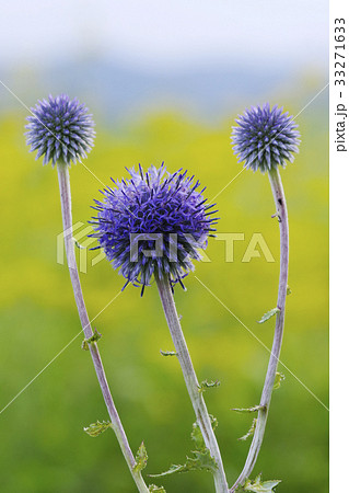 翁草　おきなくさ 33271633