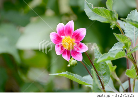 ダリア ダリア 33271825