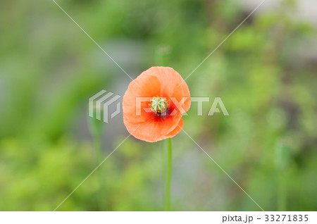 ナガミヒナゲシ ナガミヒナゲシ 33271835