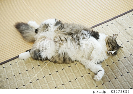 おなかを出して寝ころぶ猫 33272335