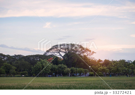 Lawn and trees with the sky. Lawn and trees with the sky. 33272421