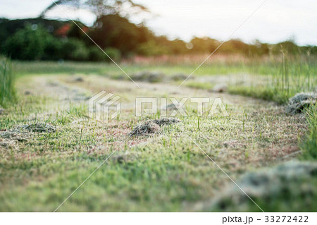 Lawn cut with sun shines. Lawn cut with sun shines. 33272422