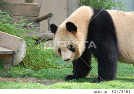 パンダ パンダ 33272561