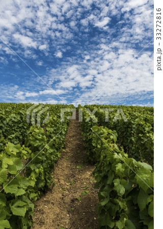 Champagne Vineyard Clouds Summer 33272816