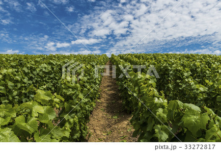 Champagne Vineyard Clouds 33272817
